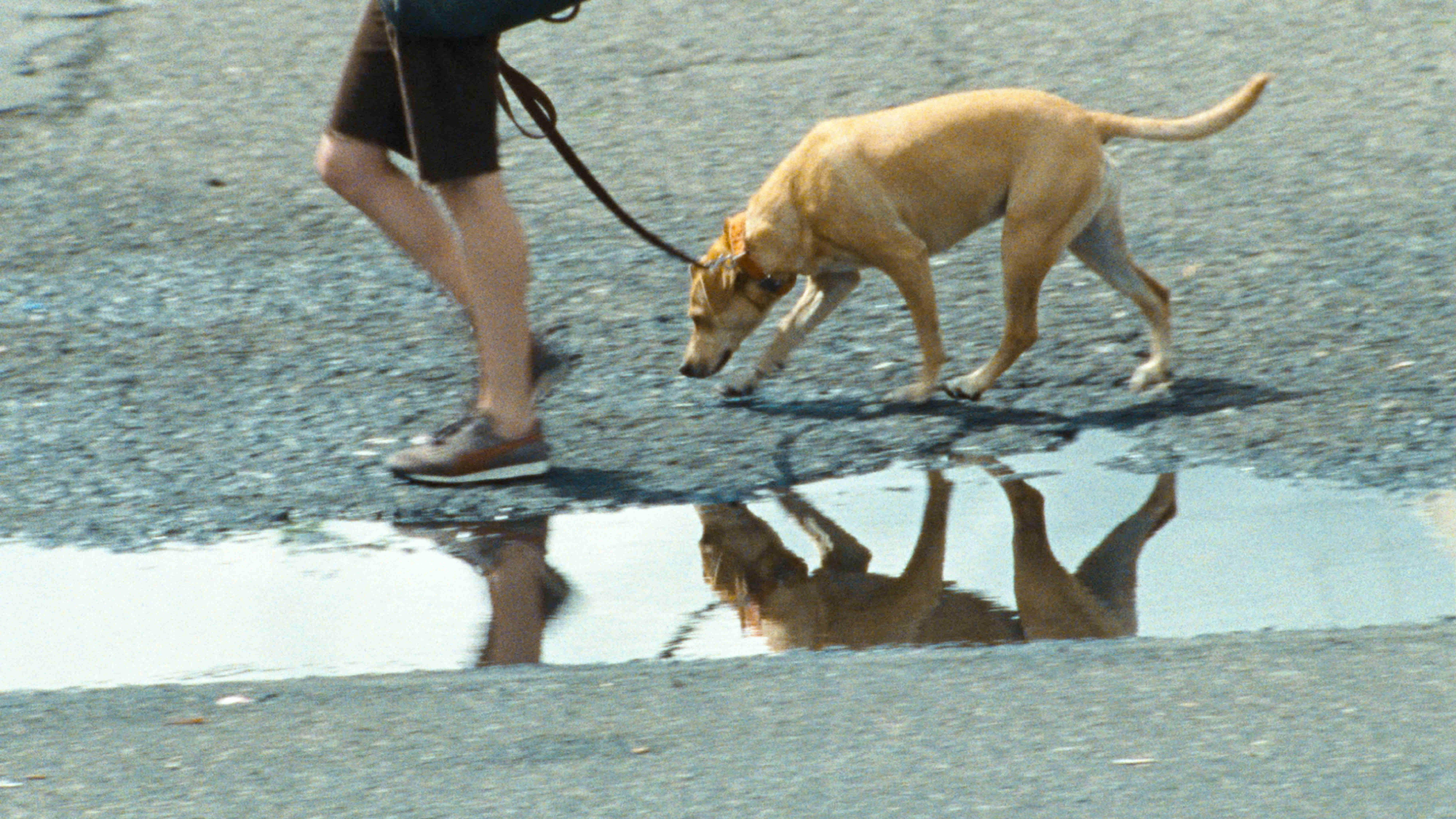 A scene from Oscilloscope Pictures' Wendy and Lucy (2008)