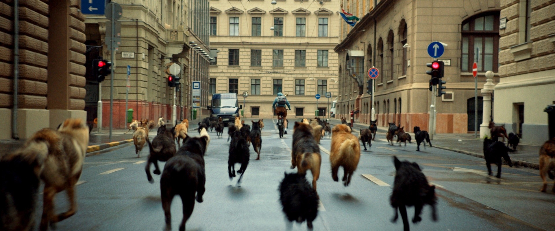 White God (2015) Pictures, Trailer, Reviews, News, DVD and Soundtrack