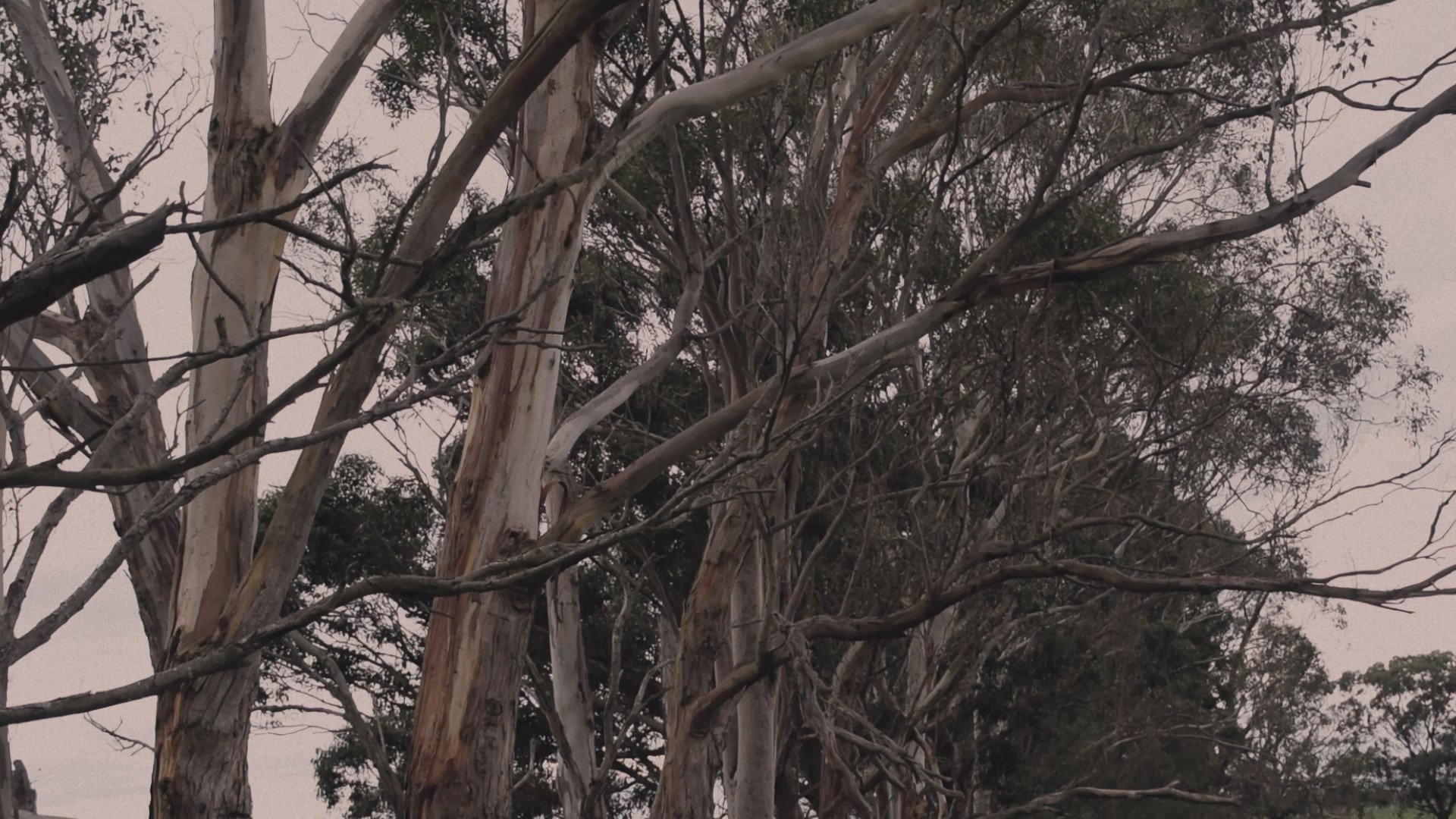 WHITEGUM (2026)