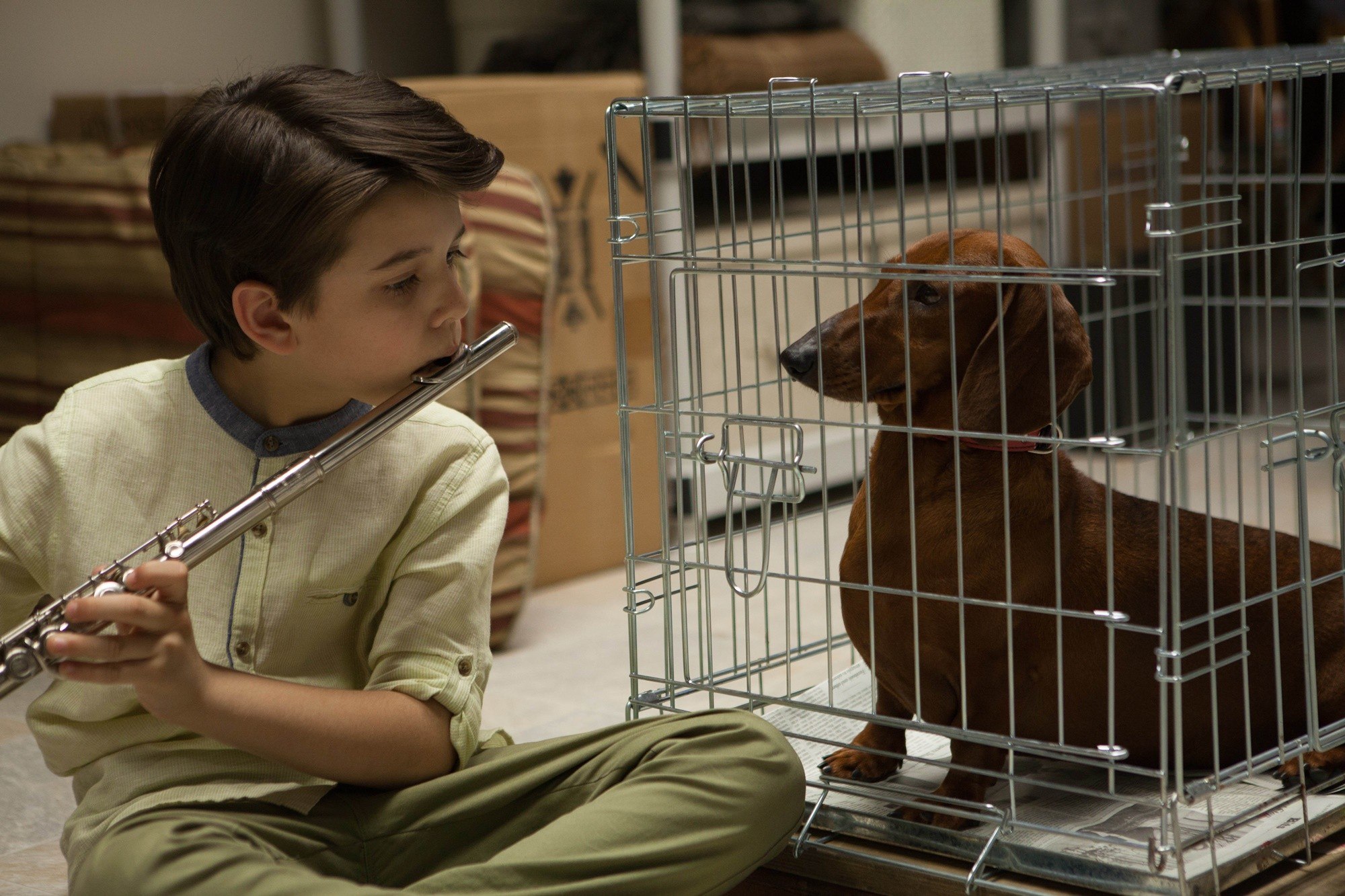 Keaton Nigel Cooke stars as Remi in IFC Films' Wiener-Dog (2016)