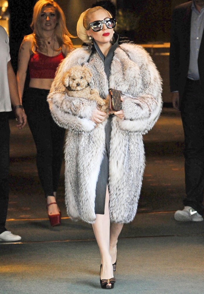 Lady GaGa;<br>Lady GaGa Carries A Puppy as She Leaves Her Hotel