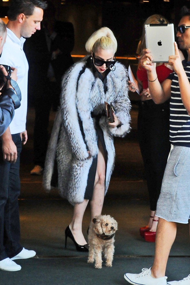 Lady GaGa;<br>Lady GaGa Carries A Puppy as She Leaves Her Hotel