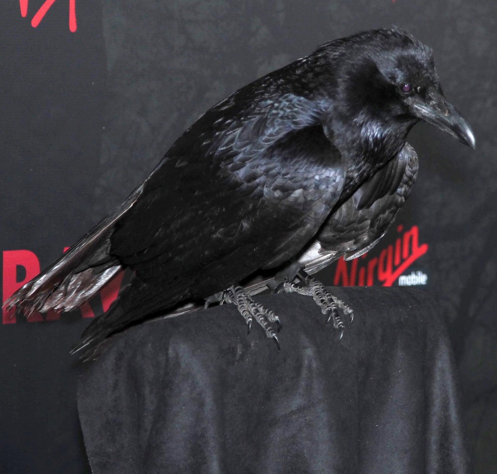 <br>Special Screening of Relativity Media's The Raven - Arrivals